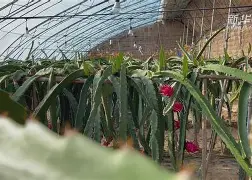 桑普多利亚红红火火，势如破竹